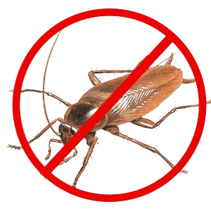 Cockroach Control