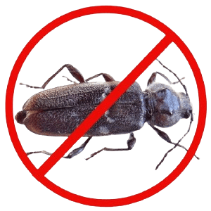 Wood Borer Control