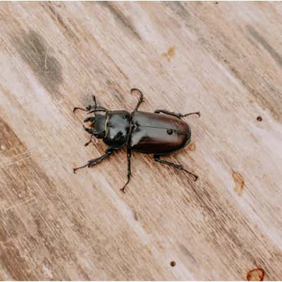 Wood Borer Treatment